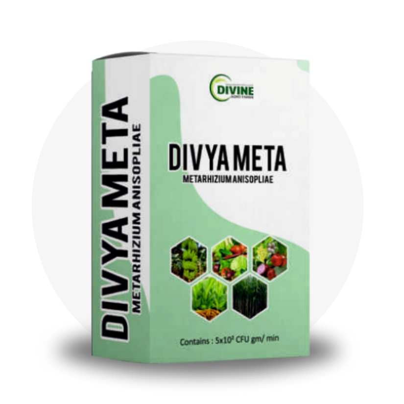 Divya Meta